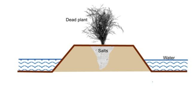 کاشت در منطقه انباشت نمک منجر به مرگ گیاه خواهد شد